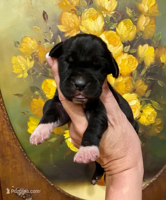 Creed's Abyssal King 👑 – Great Dane puppy for sale in Orlando, FL