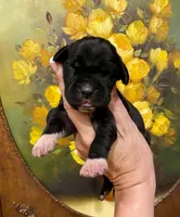 Creed's Abyssal King 👑, a male Great Dane for sale in Orlando, FL – 1 of 5