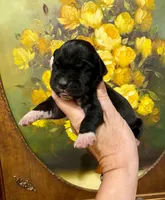 Creed's Abyssal King 👑, a male Great Dane for sale in Orlando, FL – 4 of 5