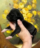 Creed's Abyssal King 👑, a male Great Dane for sale in Orlando, FL – 3 of 5