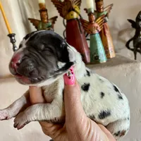 Hyperion Citadel Janus , a male Great Dane for sale in Atlanta, GA – 3 of 5