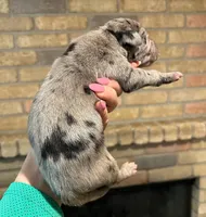 Carbon Creed's Graphite Titan, a male Great Dane for sale in Orlando, FL – Photo 2 of 5