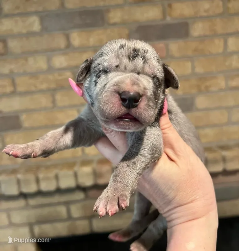 Carbon Creed's Graphite Titan – Great Dane puppy for sale in Orlando, FL
