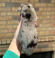 Carbon Creed's Graphite Titan, a male Great Dane for sale in Orlando, FL – Photo 5 of 5