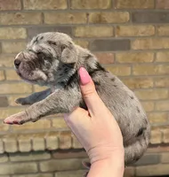 Carbon Creed's Graphite Titan, a male Great Dane for sale in Orlando, FL – Photo 3 of 5