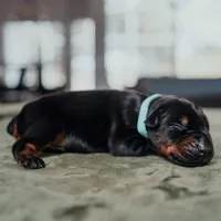 Carbon Creed's Graphite Titan, a male Doberman Pinscher for sale in Atlanta, GA – Photo 3 of 3