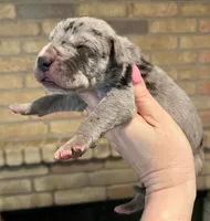 Carbon Creed's Graphite Titan, a male Great Dane for sale in Orlando, FL – Photo 4 of 5