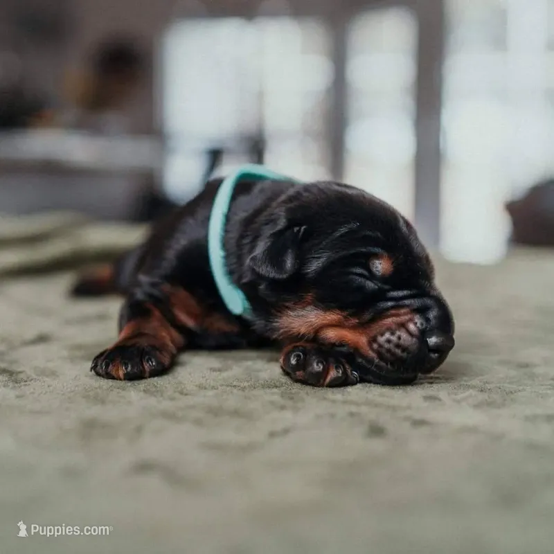 Carbon Creed's Graphite Titan – Doberman Pinscher puppy for sale in Atlanta, GA