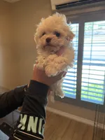 Opal, a female Havanese for sale in Beaumont, TX – Photo 4 of 4