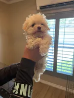 Opal, a female Havanese for sale in Beaumont, TX – Photo 3 of 4