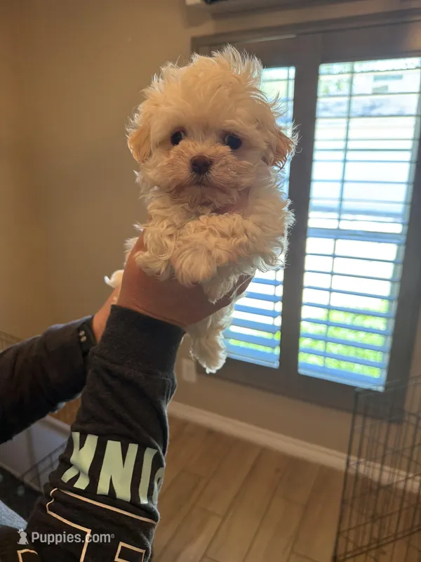 Opal, a female Havanese for sale in Beaumont, TX – Photo 1 of 4