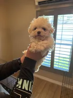 Opal, a female Havanese for sale in Beaumont, TX – Photo 2 of 4