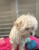 Easter Bunny Opal, a female Havanese for sale in Beaumont, TX – Photo 2 of 4