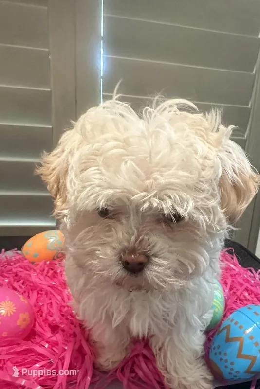 Easter Bunny Opal, a female Havanese for sale in Beaumont, TX – Photo 1 of 4