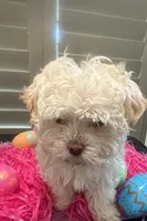 Easter Bunny Opal, a female Havanese for sale in Beaumont, TX – Photo 1 of 4