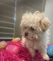 Easter Bunny Opal, a female Havanese for sale in Beaumont, TX – Photo 3 of 4