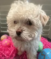 Easter Bunny Opal, a female Havanese for sale in Beaumont, TX – Photo 4 of 4
