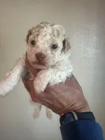 Diamond, a female Havanese for sale in Beaumont, TX – Photo 1 of 2