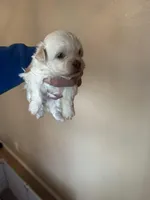 Diamond, a female Havanese for sale in Beaumont, TX – Photo 2 of 2