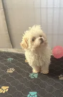 Cutie Pie Opal, a female Havanese for sale in Beaumont, TX – Photo 4 of 4