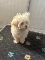 Cutie Pie Opal, a female Havanese for sale in Beaumont, TX – Photo 2 of 4