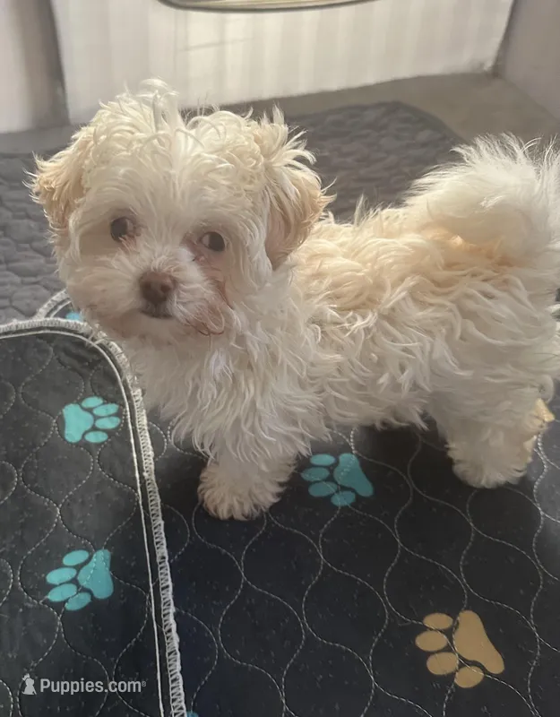 Cutie Pie Opal, a female Havanese for sale in Beaumont, TX – Photo 1 of 4