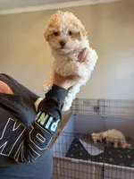 Diamond , a female Havanese for sale in Beaumont, TX – Photo 3 of 4