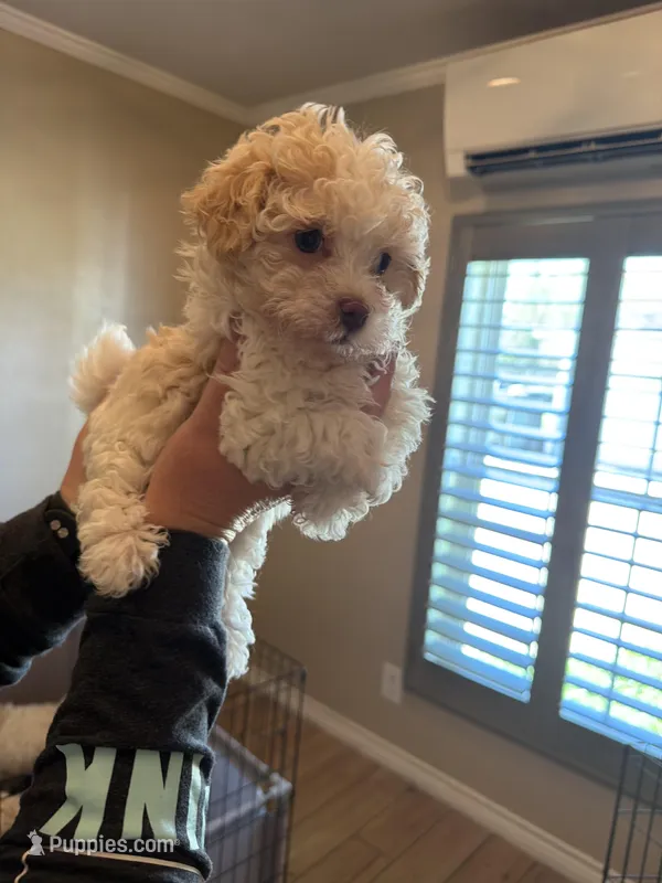 Diamond , a female Havanese for sale in Beaumont, TX – Photo 1 of 4