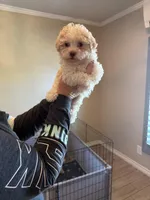 Diamond , a female Havanese for sale in Beaumont, TX – Photo 4 of 4