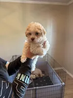 Diamond , a female Havanese for sale in Beaumont, TX – Photo 2 of 4