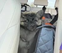 Teddy, a male Siberian Husky and Belgian Shepherd Dog for sale in Hartford, CT – 3 of 5