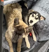 Teddy, a male Siberian Husky and Belgian Shepherd Dog for sale in Hartford, CT – 5 of 5