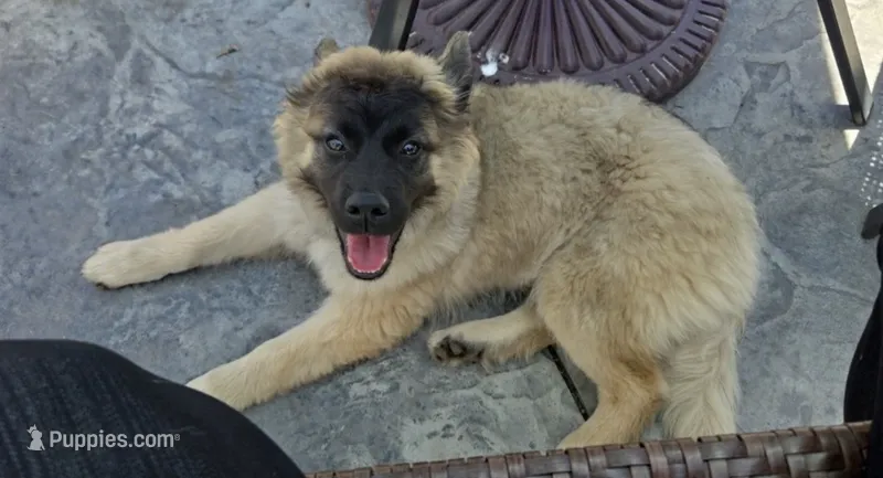 Teddy – Siberian Husky, Belgian Shepherd Dog puppy for sale in Hartford, CT