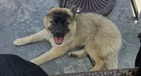 Teddy, a male Siberian Husky and Belgian Shepherd Dog for sale in Hartford, CT – 1 of 5
