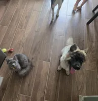 Teddy, a male Siberian Husky and Belgian Shepherd Dog for sale in Hartford, CT – 2 of 5