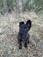 Rocca, a  Dutch Shepherd for sale in Tampa, FL – Photo 2 of 3
