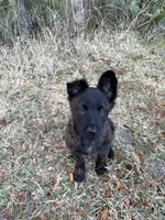 Rocca, a  Dutch Shepherd for sale in Tampa, FL – Photo 1 of 3