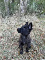 Rocca, a  Dutch Shepherd for sale in Tampa, FL – Photo 3 of 3