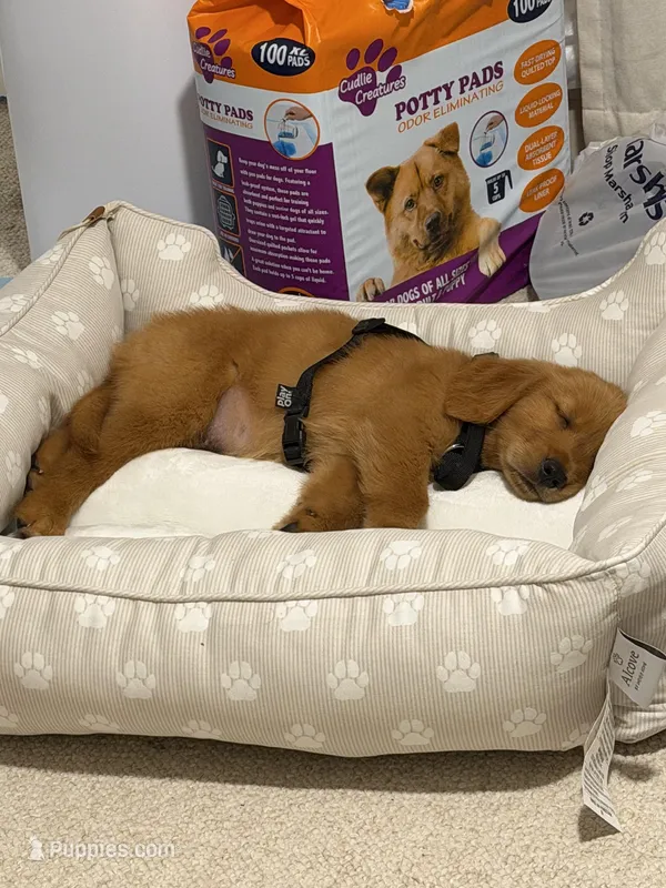 Bo – Golden Retriever puppy for sale in Lake Worth Beach, FL