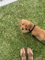 Bo, a male Golden Retriever for sale in Lake Worth Beach, FL – 3 of 3
