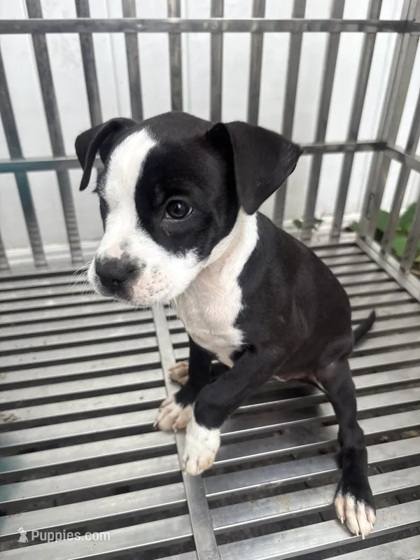 OrCa – Boston Terrier, American Bully puppy for sale in Far Rockaway, NY