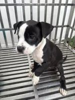OrCa, a female Boston Terrier and American Bully for sale in Far Rockaway, NY – 1 of 3