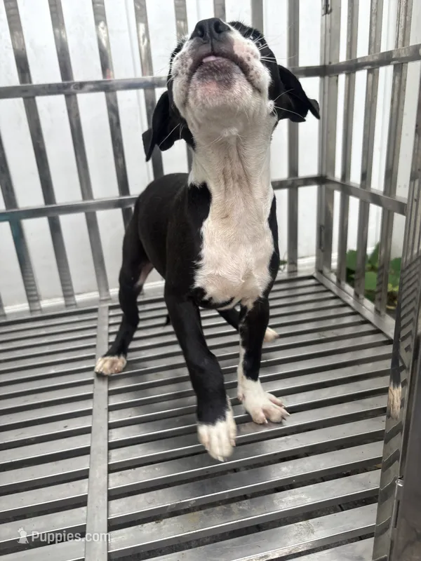OrCa – Boston Terrier, American Bully puppy for sale in Far Rockaway, NY