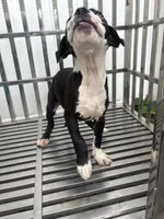 OrCa, a female Boston Terrier and American Bully for sale in Far Rockaway, NY – 3 of 3