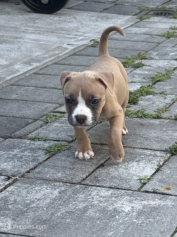 Zelda  – Boston Terrier, American Bully puppy for sale in Far Rockaway, NY