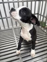 OrCa, a female Boston Terrier and American Bully for sale in Far Rockaway, NY – 2 of 3