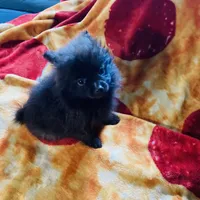 Cocoa, a female Pomeranian for sale in Benton, AR – 2 of 10