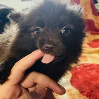 Cocoa, a female Pomeranian for sale in Benton, AR – 10 of 10