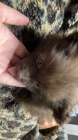 Cocoa, a female Pomeranian for sale in Benton, AR – 6 of 10