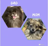 Cocoa, a female Pomeranian for sale in Benton, AR – 3 of 10